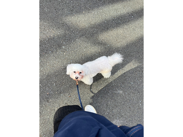 モデル犬卒業後、里親さん宅での様子♪～モアナちゃん～